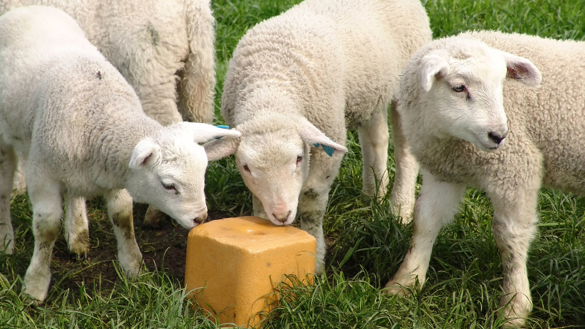 Le sel, un complément alimentaire indispensable pour les animaux