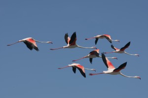 Flamants roses des marais salins d'Aigues-Mortes