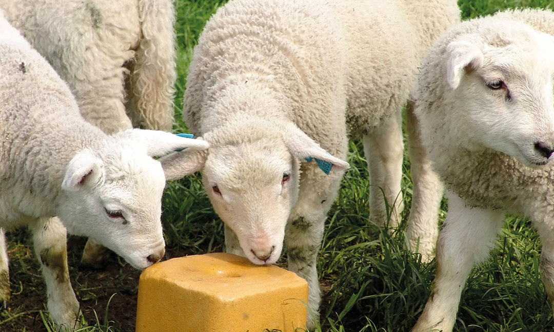 Le sel : un complément alimentaire essentiel pour les animaux