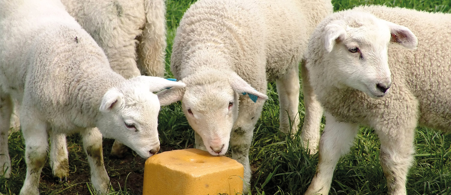 Minéraux et oligo-éléments pour la bonne santé animale